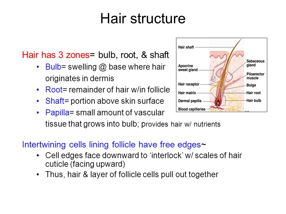How do you grow your hair?